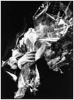 Juliette Greco